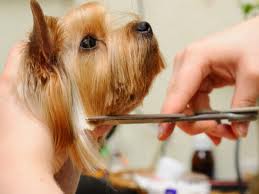 Dog grooming,Dog grooming kit,grooming Dog,Online Pet Store,Online Pet Store India,Pet Shop,Pet shop Online,Pet Supplies,Wholesale pet supplies,Pet Products
