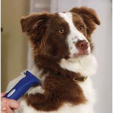 Dog grooming, dog grooming kit, dog grooming tools, dog grooming tips,pet shop,Online Pet Store,Online Pet Store India,Pet Shop,Pet shop Online,Pet Supplies,Wholesale pet supplies,Pet Products