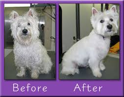 Dog grooming,Dog grooming kit,Dog grooming tips, Dog grooming products,pet store,pet shop,Online Pet Store,Pet shop Online,Pet Products,online pet store,online pet store India,Indian pet store,pet store India,wholesale pet supplies,pet supplies