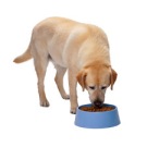 Dog Food, Dog Treats Online, Best Dog Food, Dog Food Store, Dog  Food India, Pet Store, Pet Shop, Pet Supplies, Pet Products, Wholesale Pet Supplies 