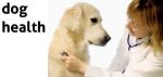 dog care, Dog care tips, Dog Health Tips, Dog Summer Care, Pet Store, Pet Shop, Pet Supplies, Wholesale Pet Supplies, Pet Products 